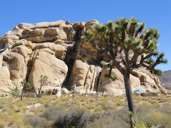 Joshua Tree National Park Association